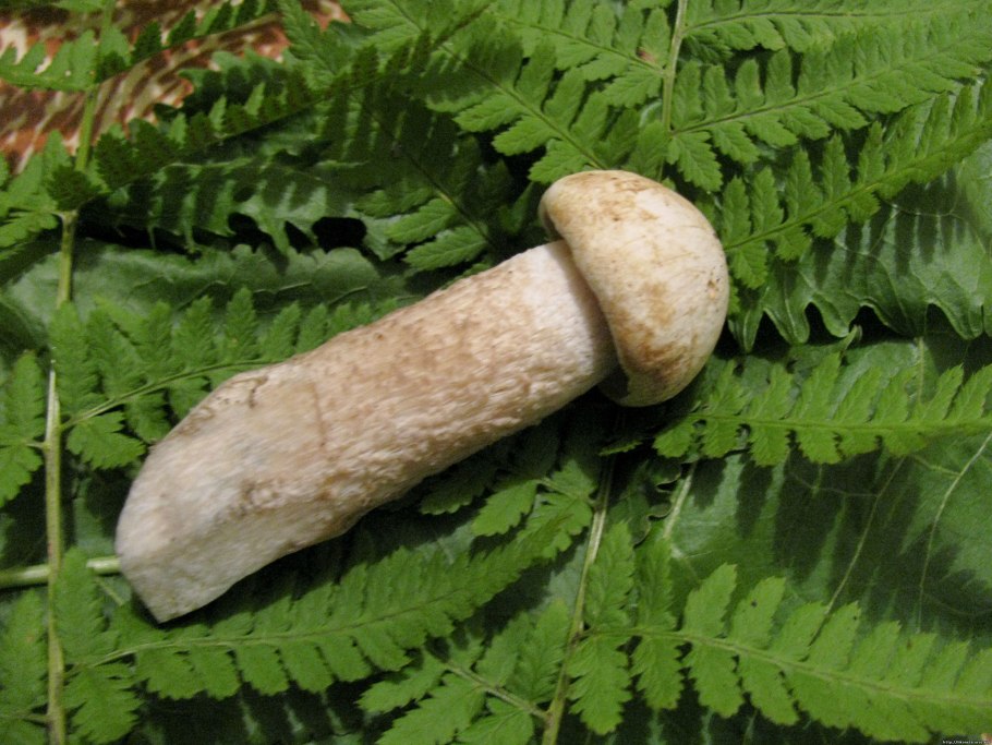 Leccinum holopus