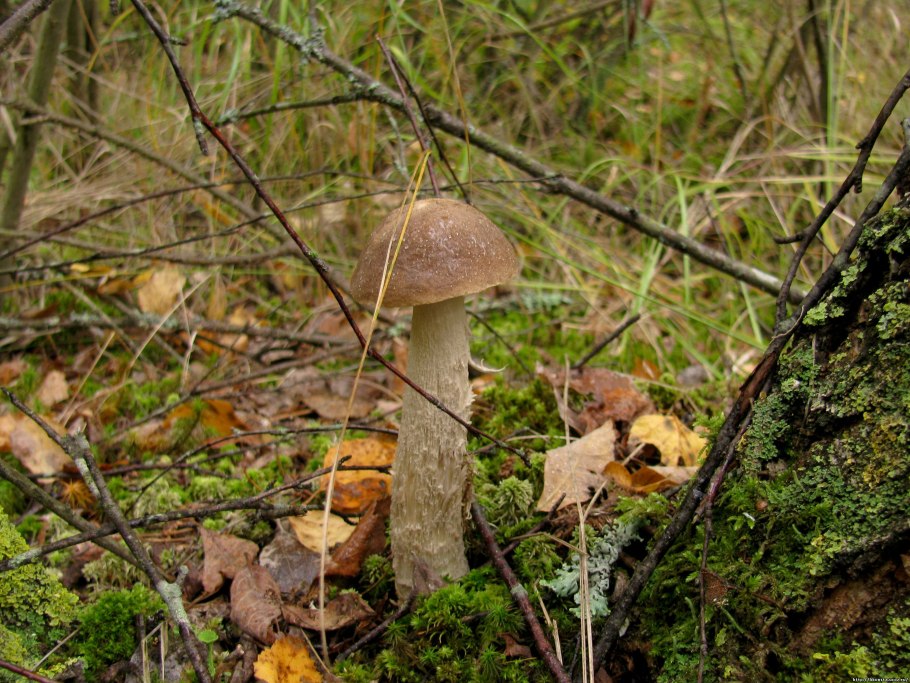 Трубчатые грибы Подмосковья