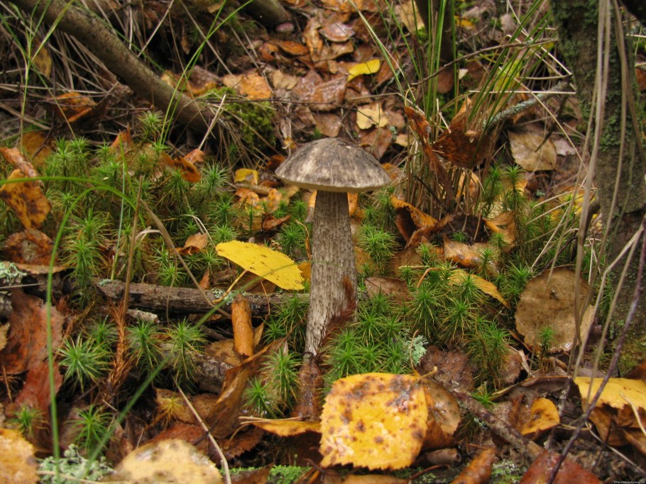 Подосиновик Сосновый