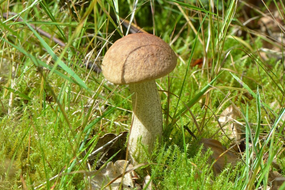 Гриб Болетин болотный