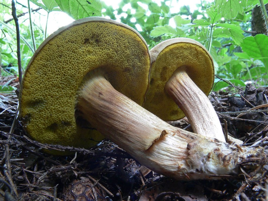 Подосиновик жёлто-бурый Leccinum versipelle