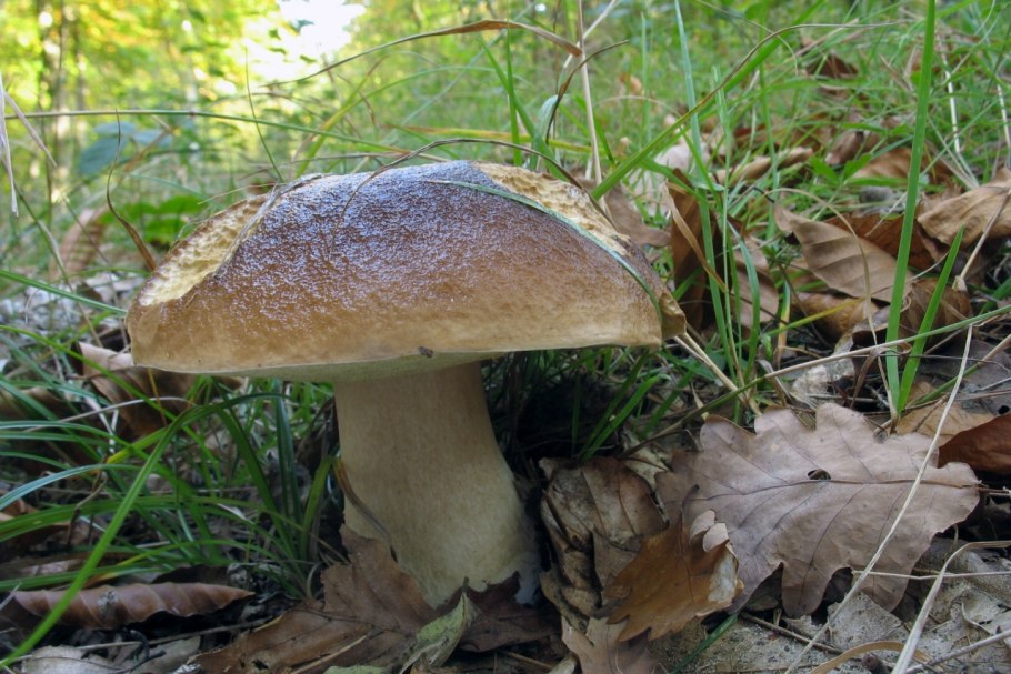 Белый гриб и горчак