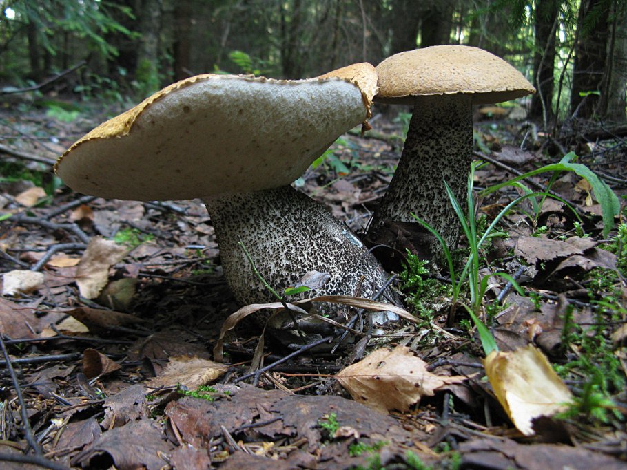 Моховик Паразитный