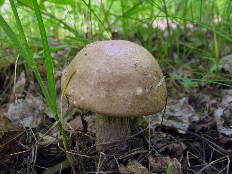 Подберёзовик жестковатый Leccinum duriusculum