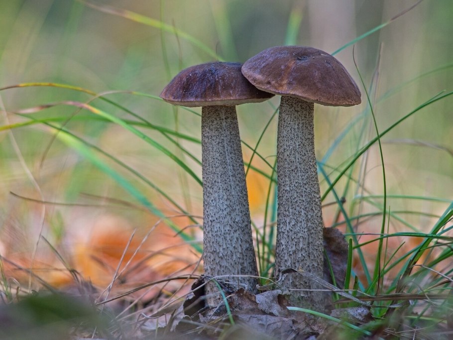 Leccinum holopus