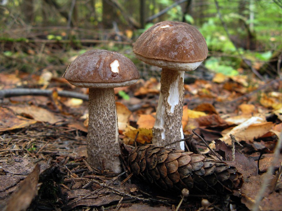 Польский подберёзовик гриб