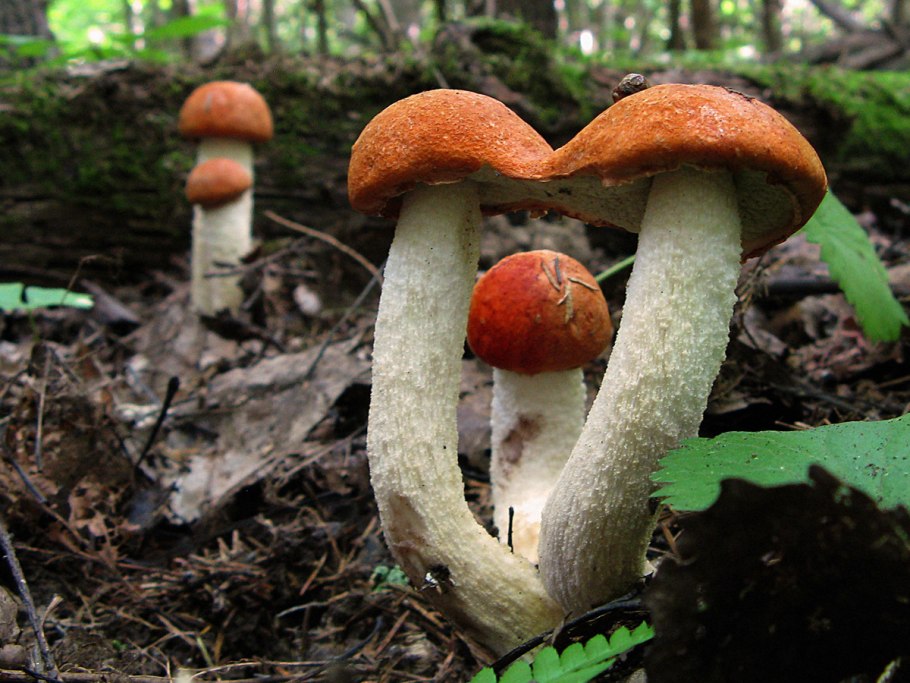 Старый гриб съедобный