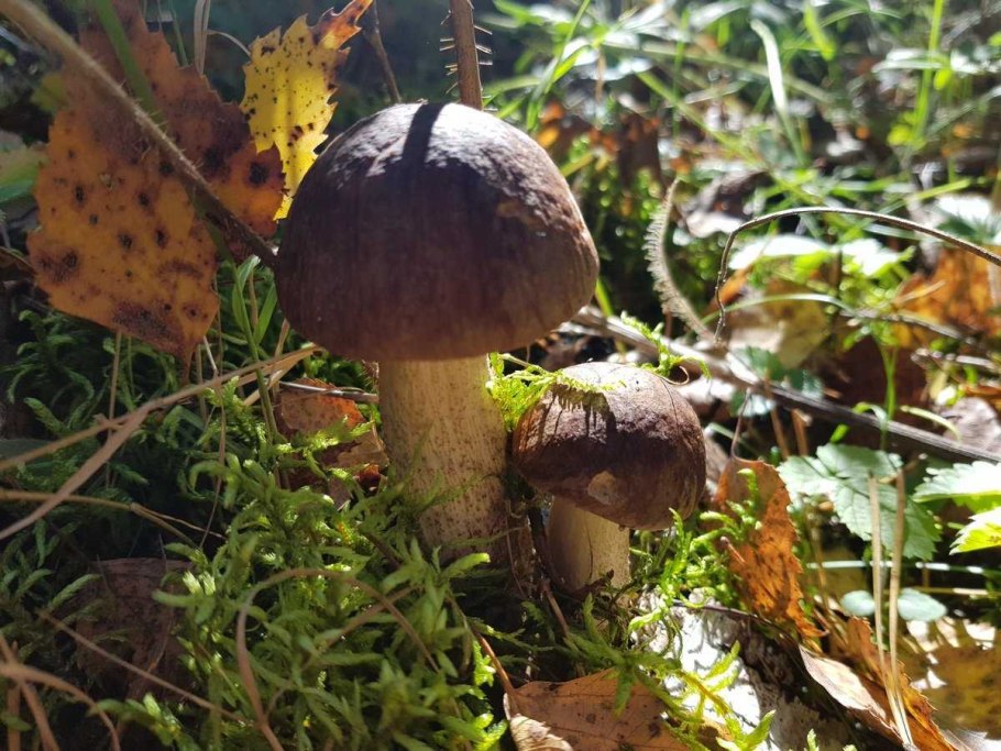 Подберёзовик разноцветный Leccinum variicolor