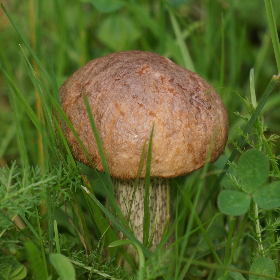 Birch Bolete