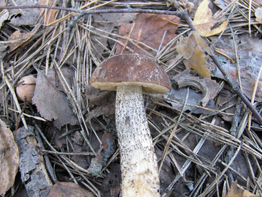 Подберезовик обыкновенный (обабок)