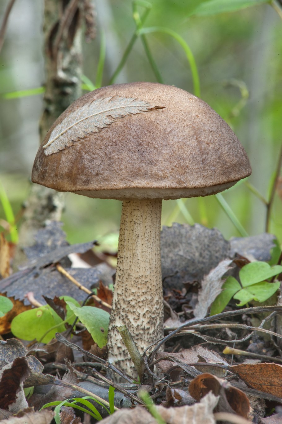 Подберезовик обыкновенный