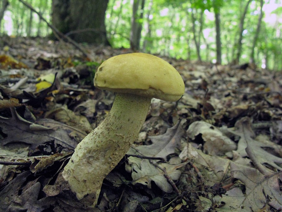 Гриб моховик обабок ложный