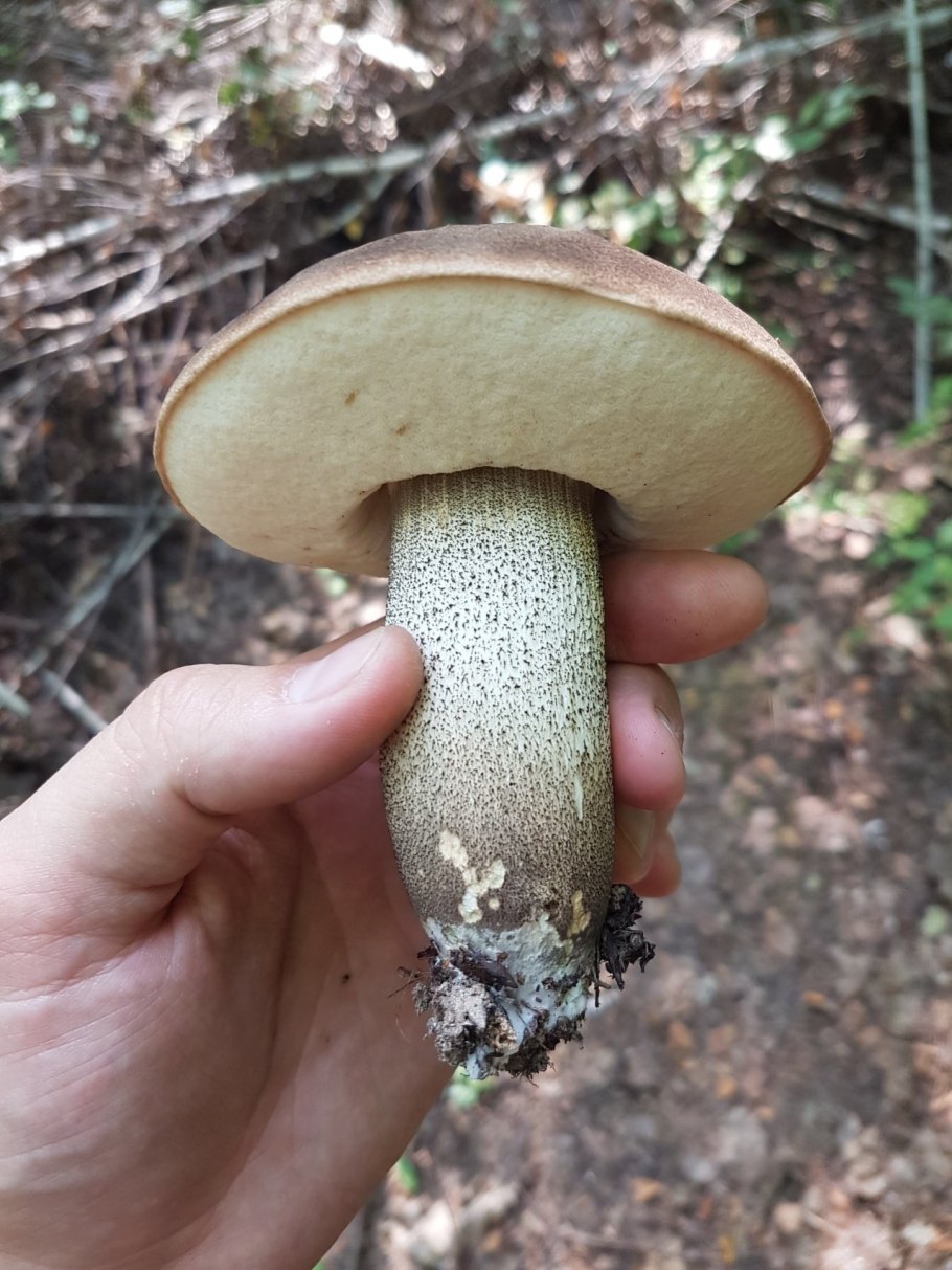 Подберёзовик твердоватый leccinum duriusculum