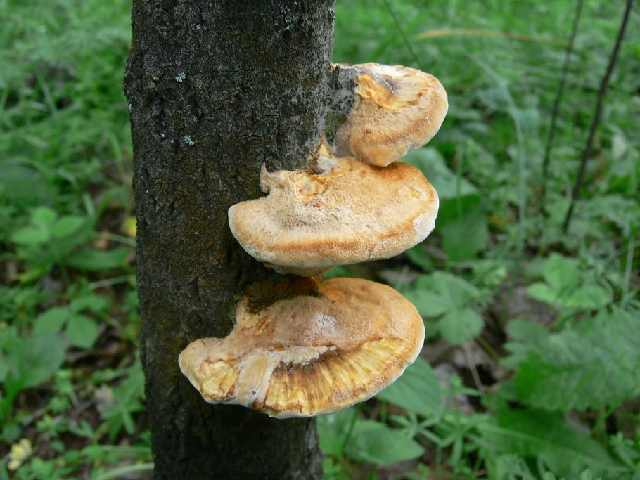 Дуболюбивый трутовик