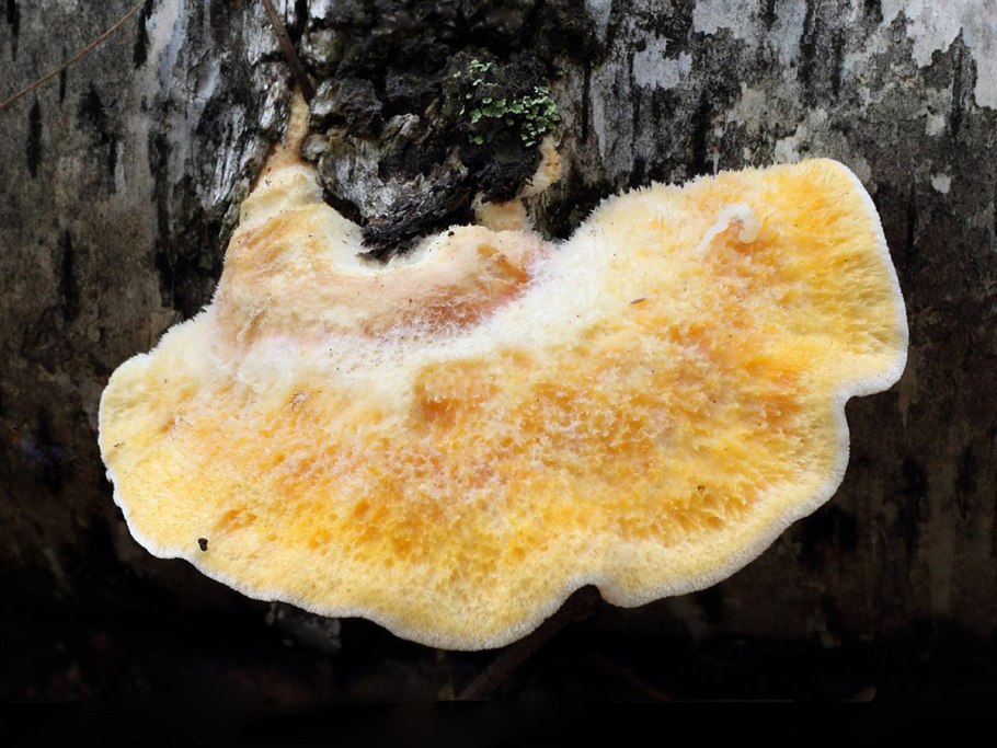 Гриб рейши трутовик лакированный