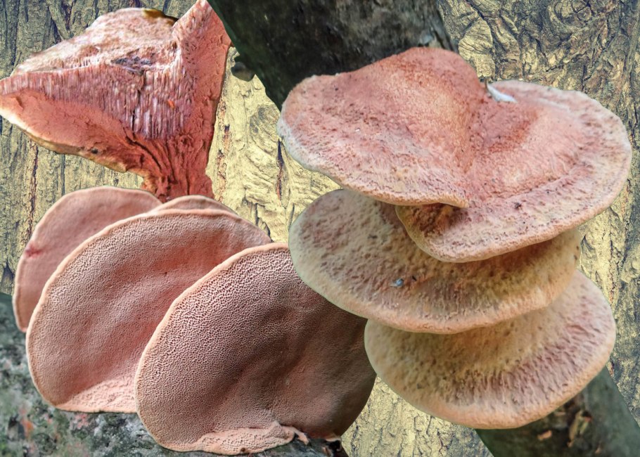 Fuscoporia altocedronensis