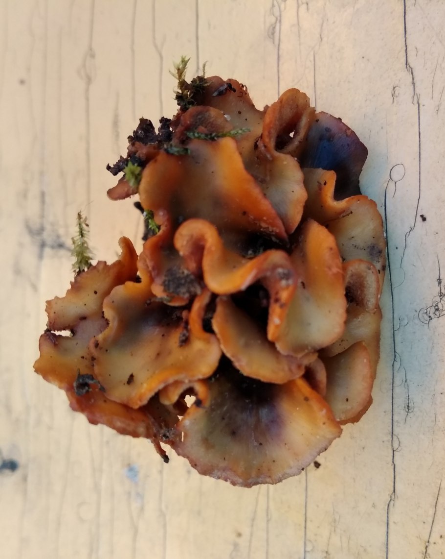 Олигопорус