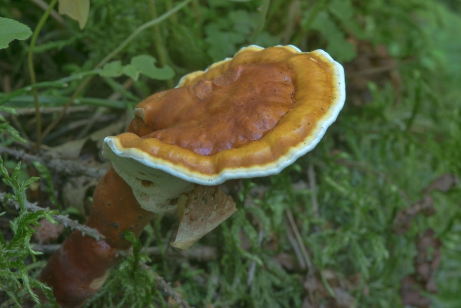 Грибы на Березе съедобные