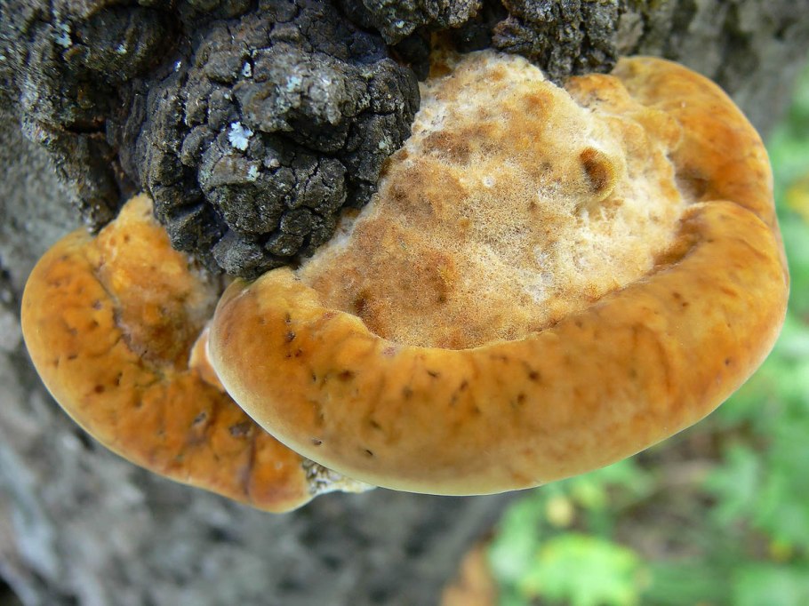 Гриб трутовик Лисий