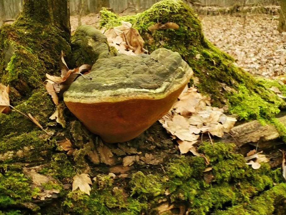 Трутовик гартига