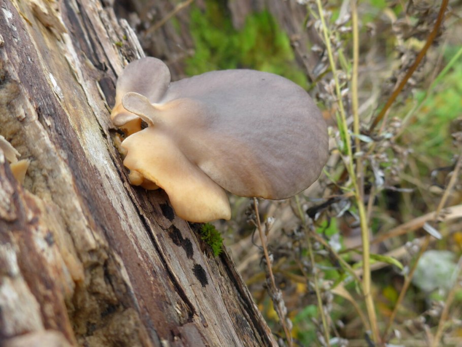 Гриб трутовик Лисий