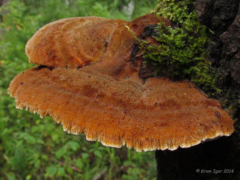 Инонотус Лисий