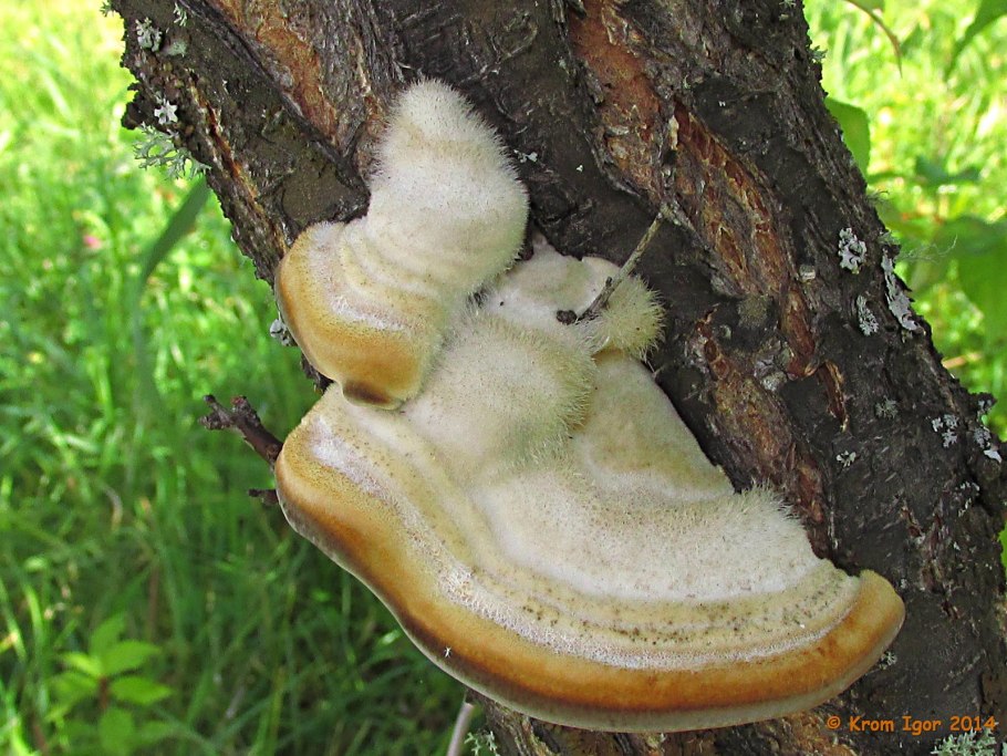 Трутовик ячеечный