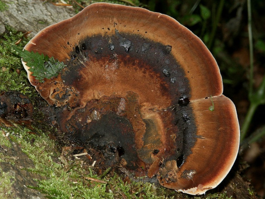 Inonotus rheades