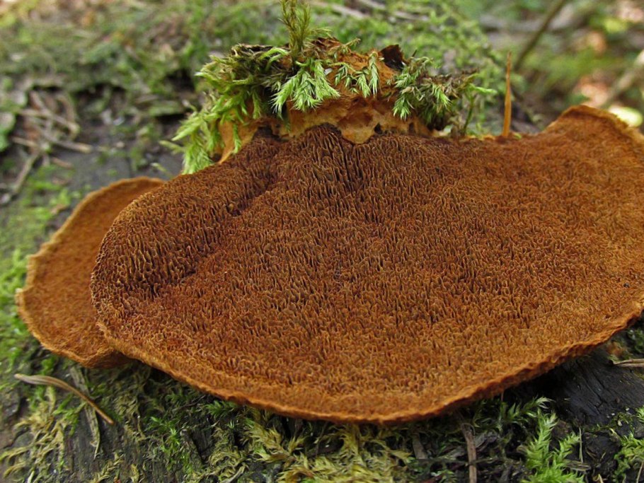 Трутовик щетинистоволосый