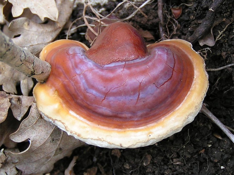 Трутовик ямчатый (Lentinus Arcularius)