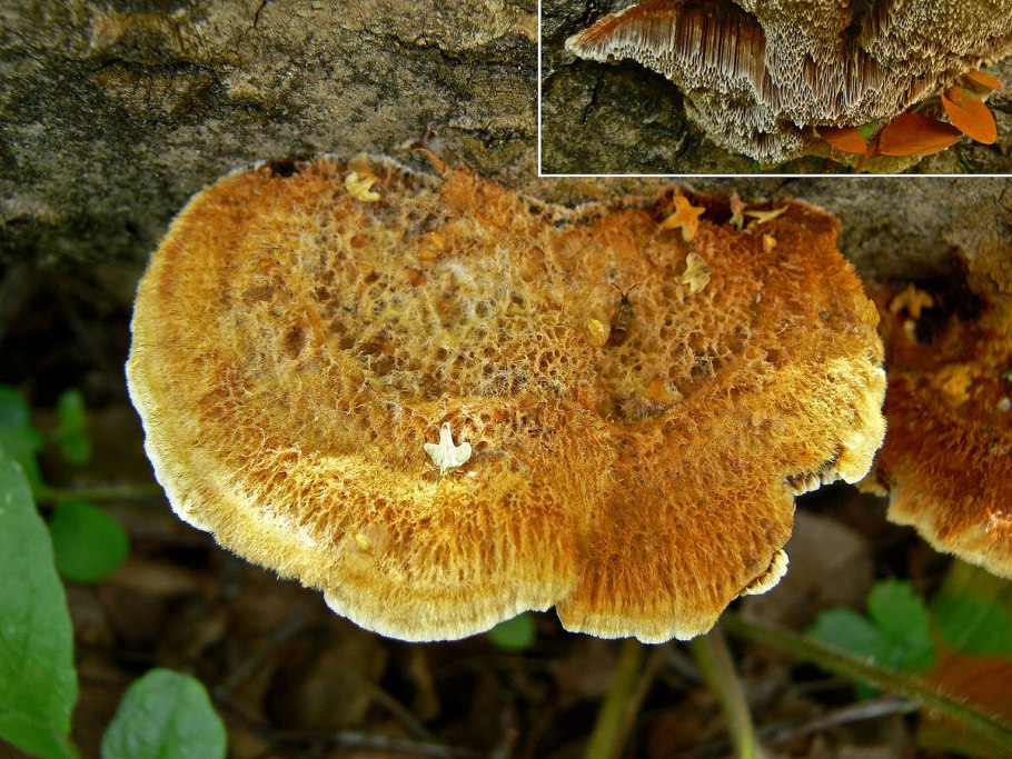 Инонотус Лисий