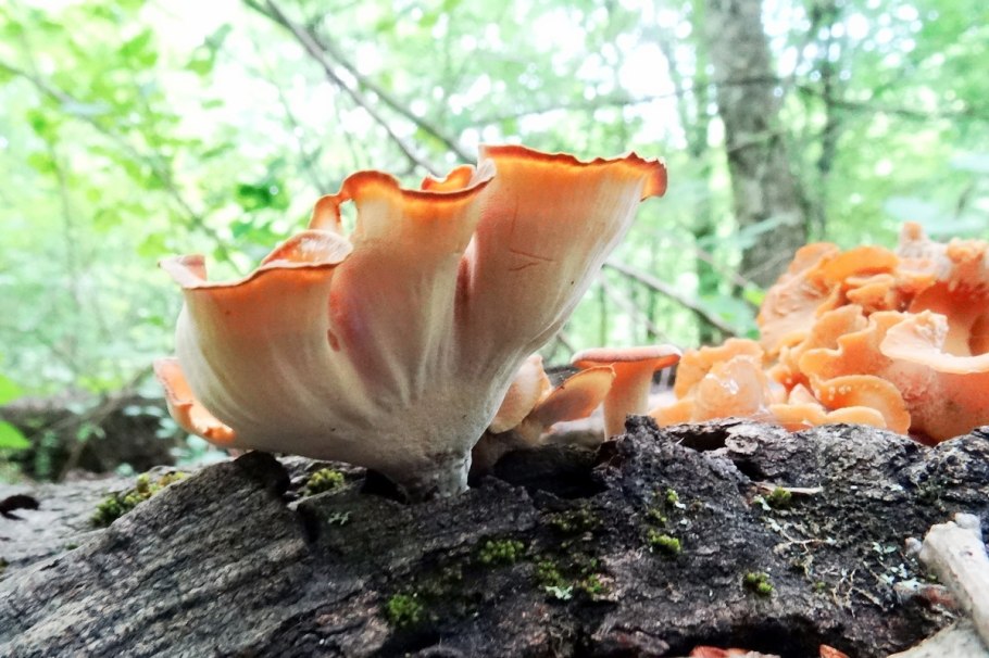 Трутовик Лучистый (Xanthoporia Radiata)