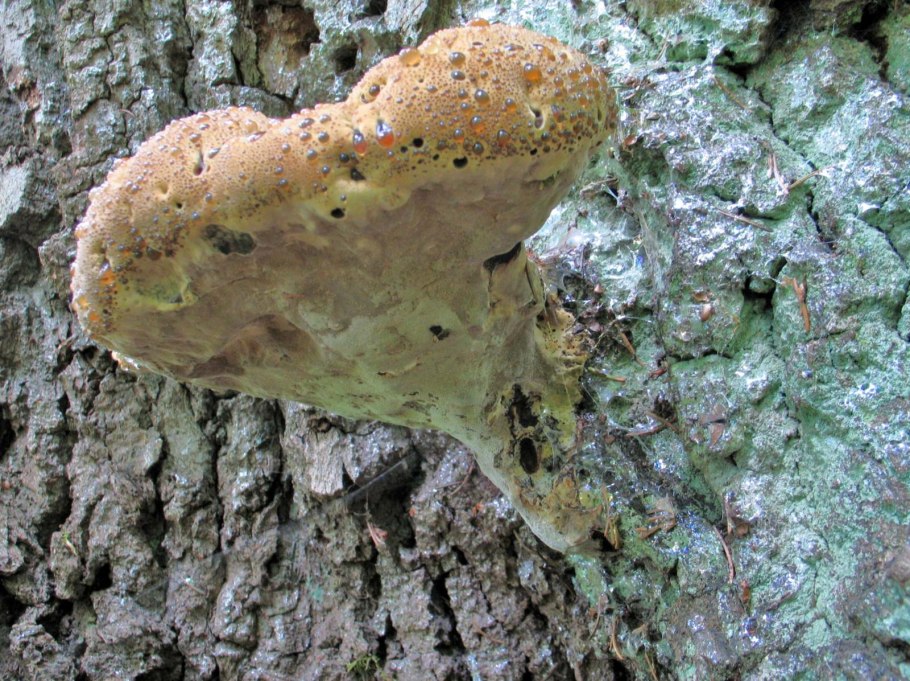 Трутовик с пластинчатым гименофором