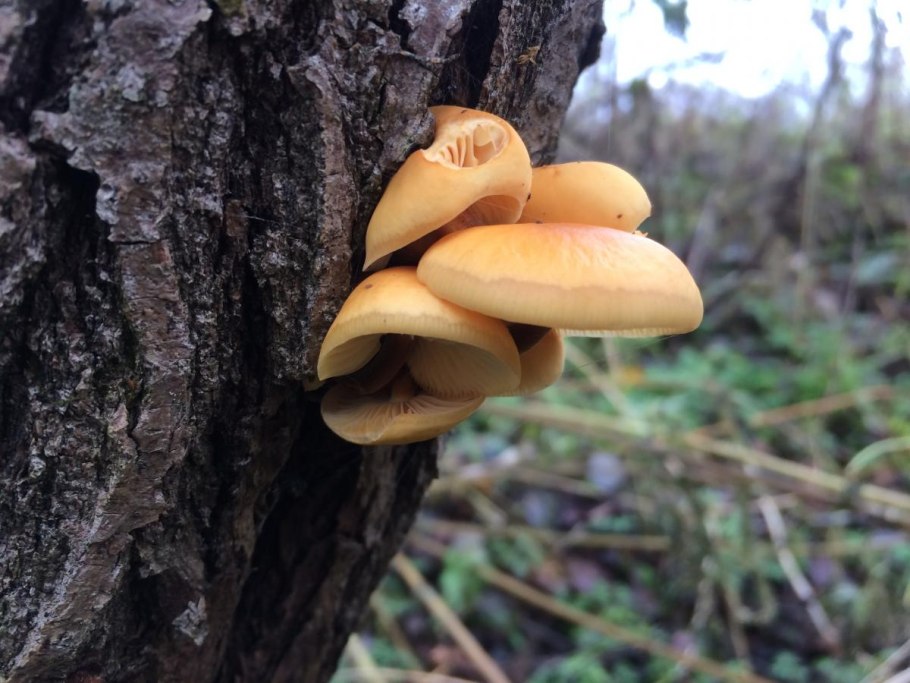 Трутовик осенний