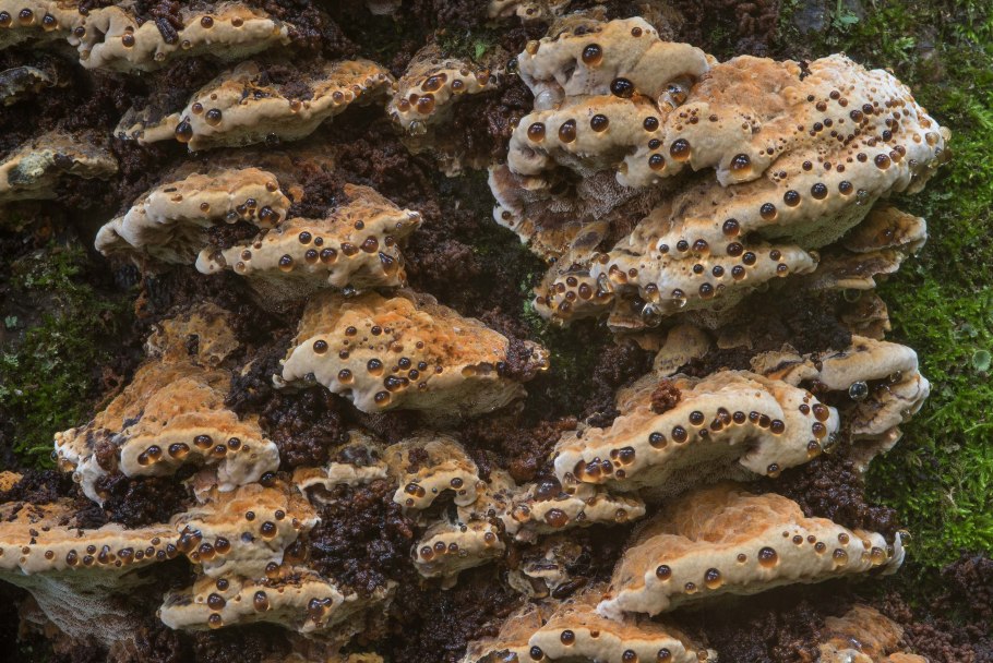 Гриб Траметес Turkey Tale