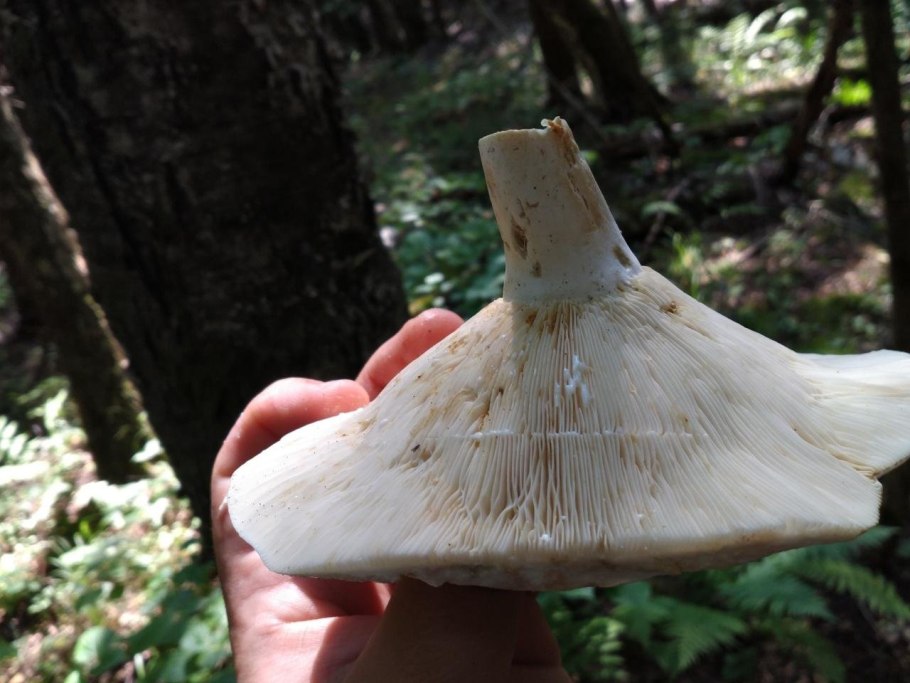 Lactarius pergamenus