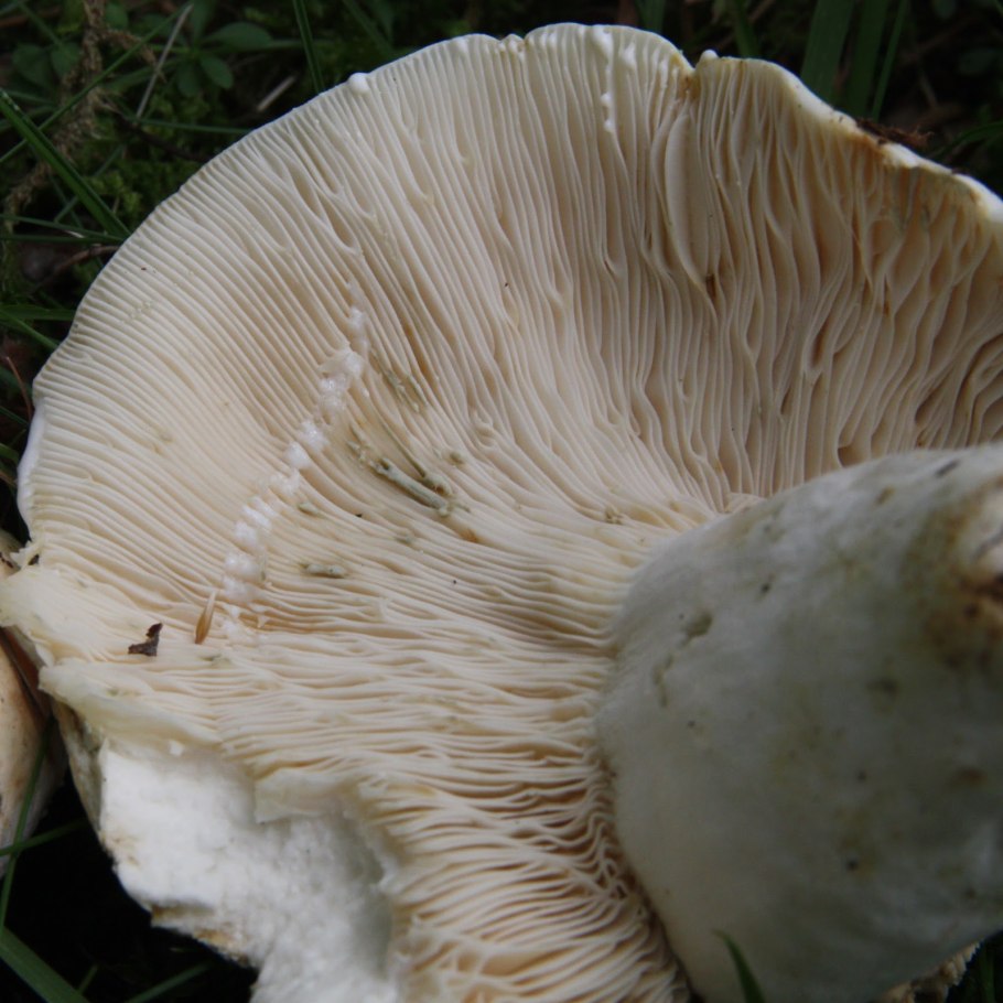 Груздь Крымский