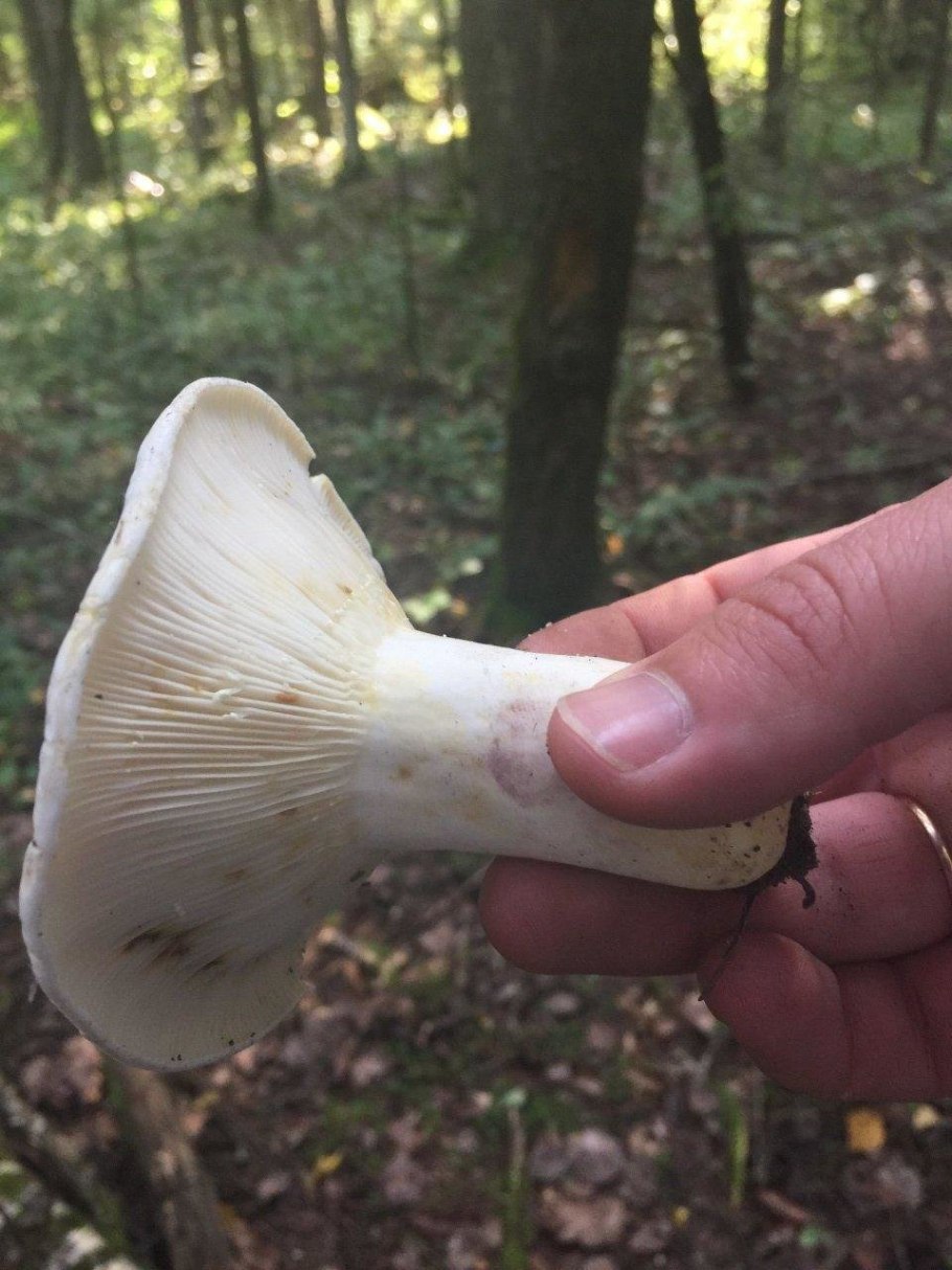 Lactarius pergamenus