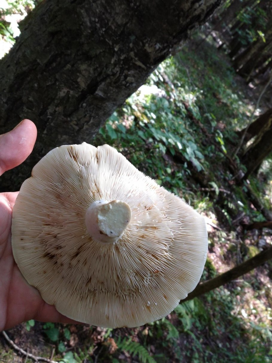 Lactarius pergamenus