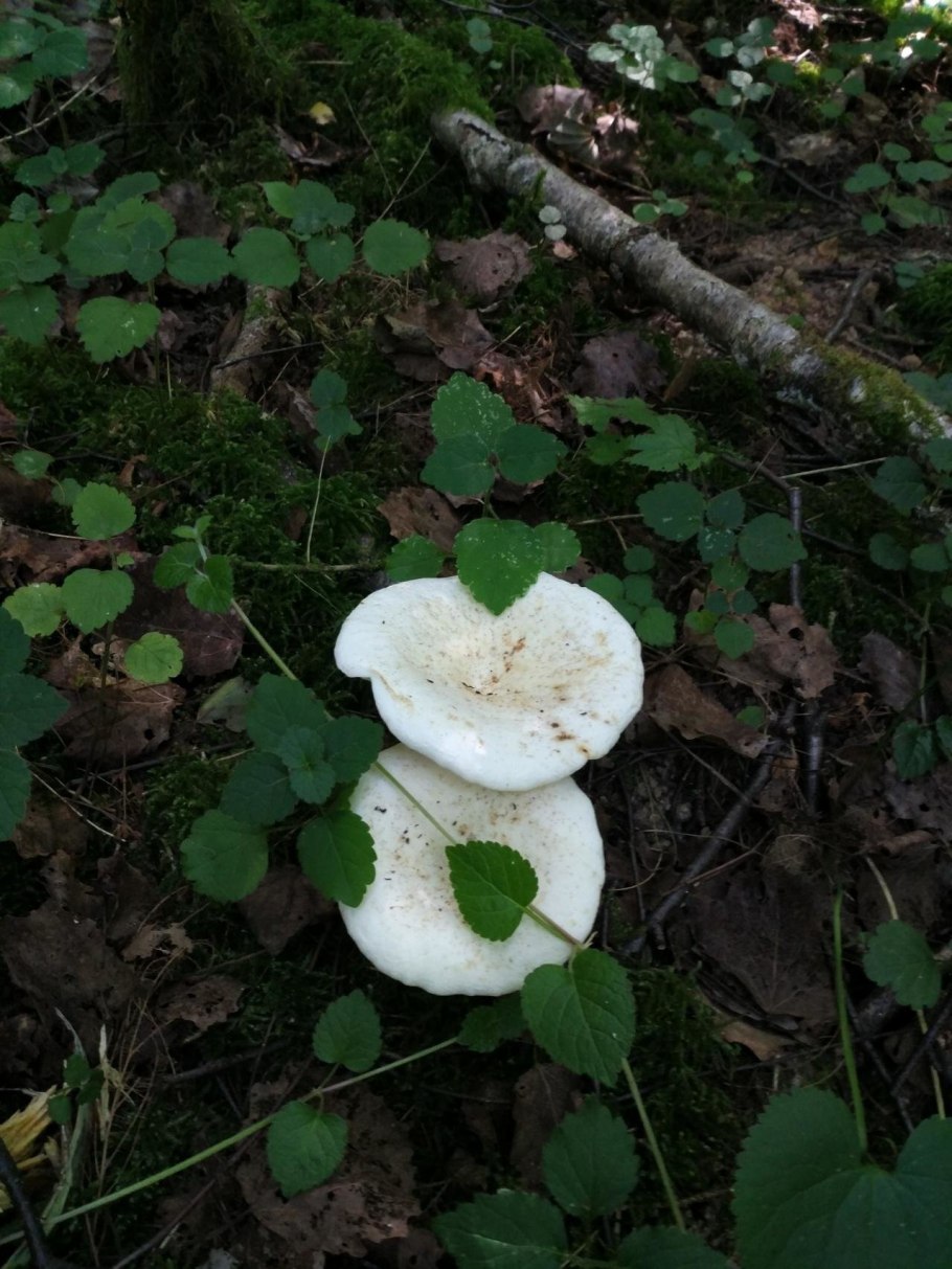 Грибы грузди