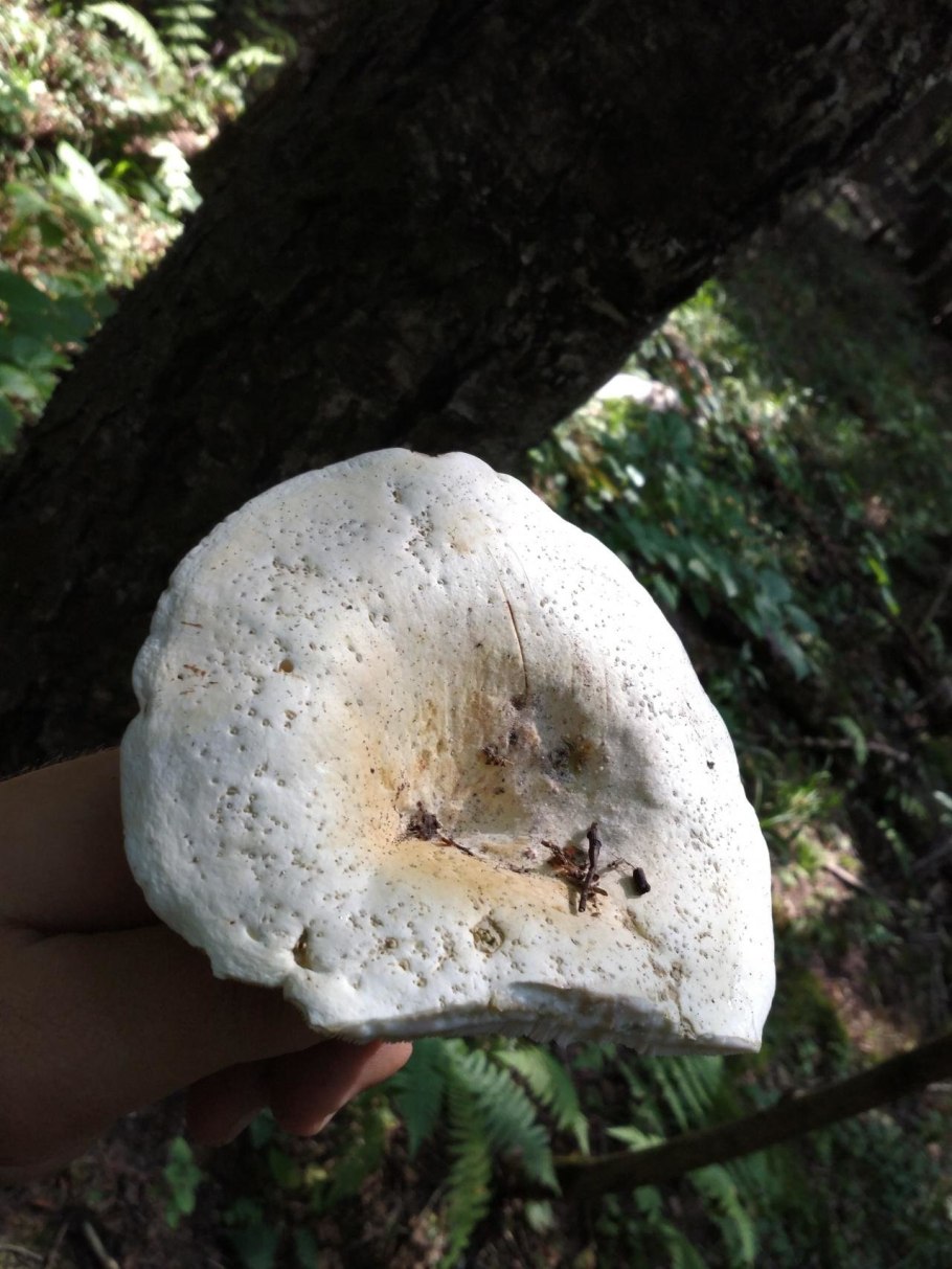 Lactarius pergamenus