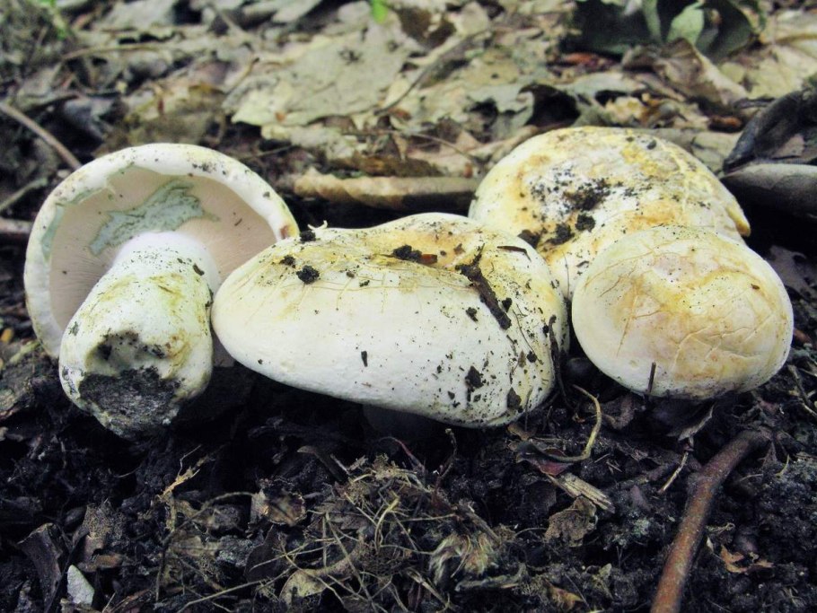 Груздь сизоватый Lactarius glaucescens