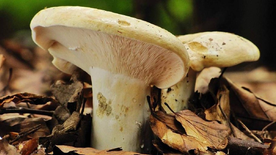 Белый груздь груздь перечный