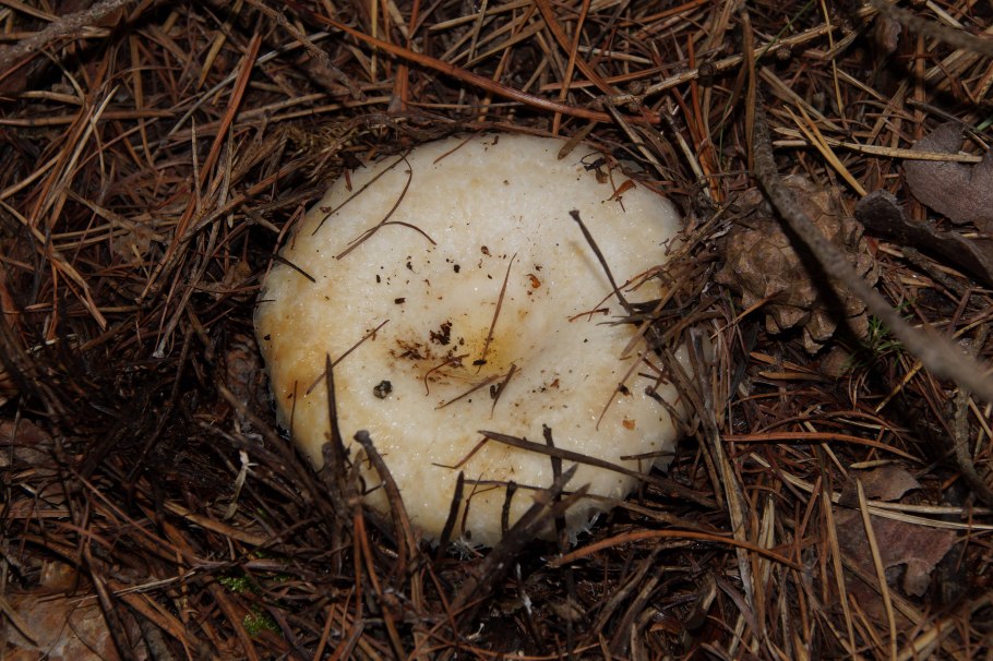 Груздь водянистозоновый (Lactarius aquizonatus)