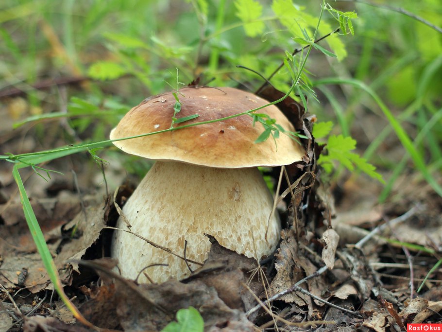 Волоколамский район белые грибы