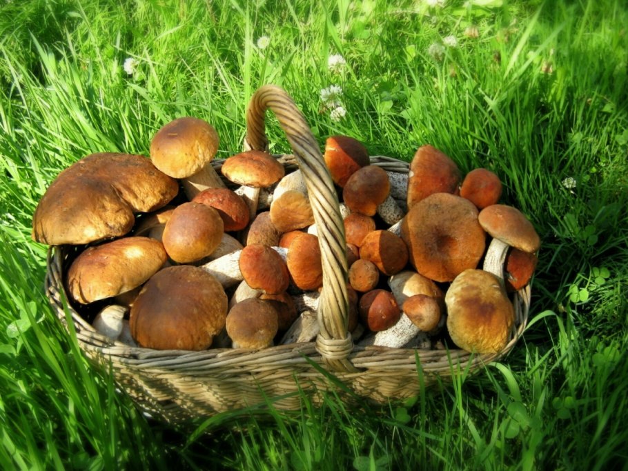 Корзина для грибов