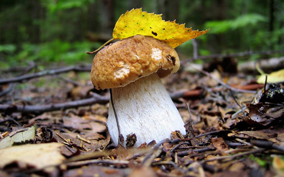 Осенние грибы