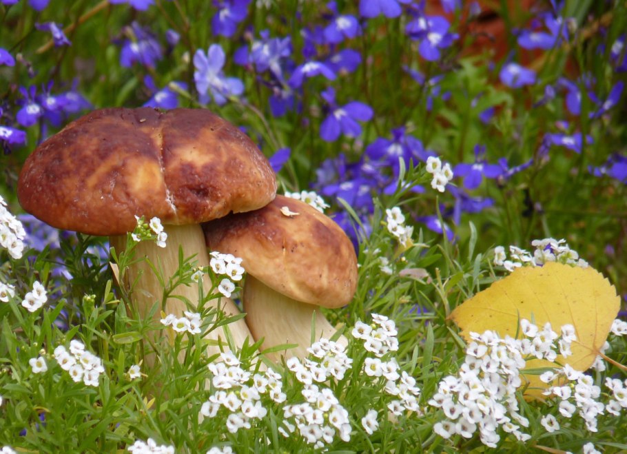 Белый гриб Республики Коми