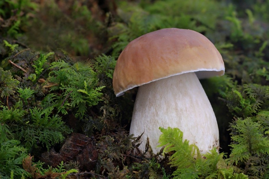 Грибы отдел ( Boletus edulis