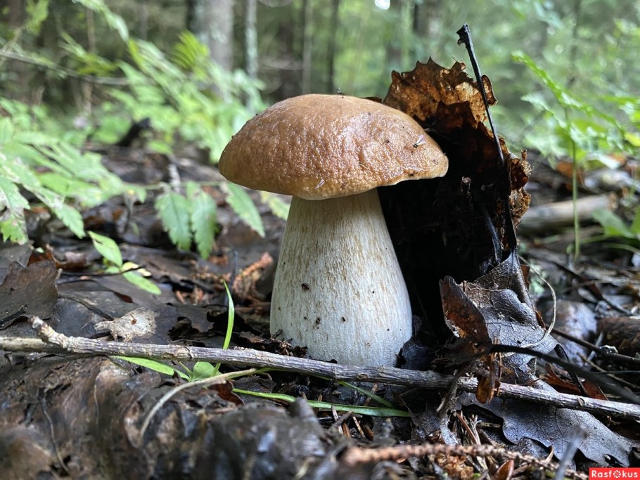Канадский белый гриб
